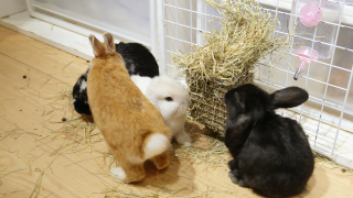 Illustration for article titled A Visit to Japan's Bunny Cafes